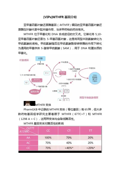 [VIPs]MTHFR基因介绍