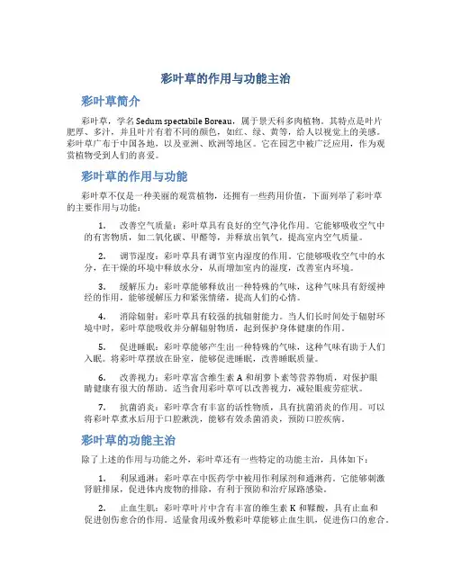 彩叶草的作用与功能主治