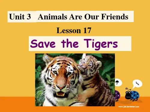 冀教版英语八年级下册  Unit 3  Lesson 17Save the Tigers课件(共33张PPT)