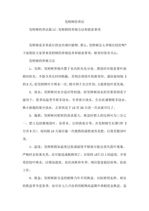 发财树的养法