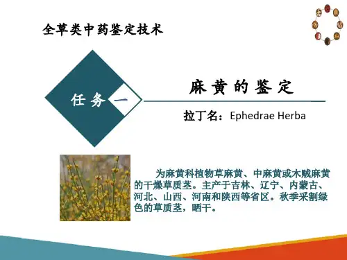 全草类中药鉴定技术—麻黄的鉴定
