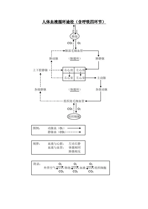 人体血液循环途径