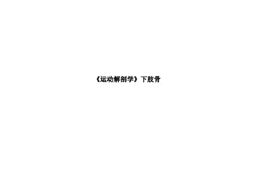 《运动解剖学》下肢骨