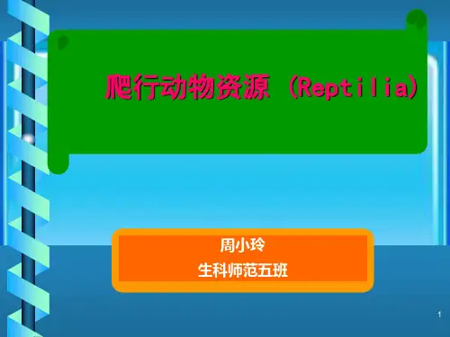 爬行纲动物资源