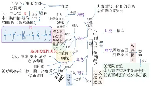 分子与细胞-思维导图