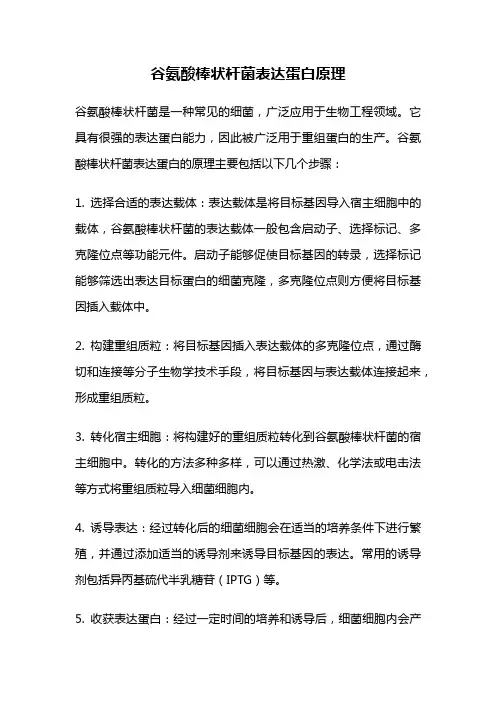 谷氨酸棒状杆菌表达蛋白原理