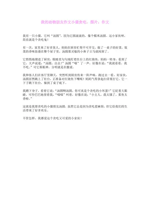 我的动物朋友作文小猫贪吃,图片,作文