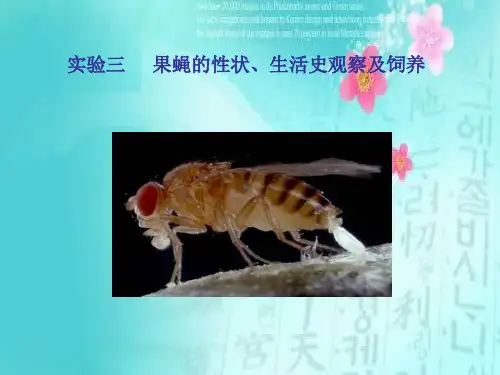 实验三果蝇的性状、生活史观察及饲养-文档资料