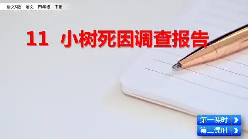 四年级下册语文课件-11小树死因调查报告_语文S版(共36张PPT)