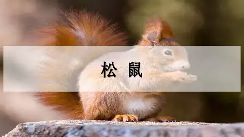 部编版五年级上册语文《松鼠》PPT优秀课件说课