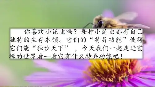 三年级下册语文课件-14 蜜蜂 人教(部编版)(共50张PPT)