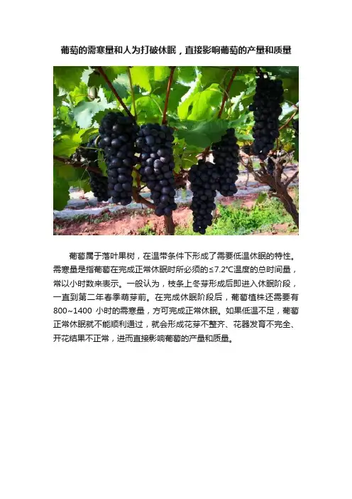 葡萄的需寒量和人为打破休眠，直接影响葡萄的产量和质量