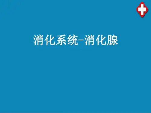 消化系统—消化腺(护理解剖学课件)