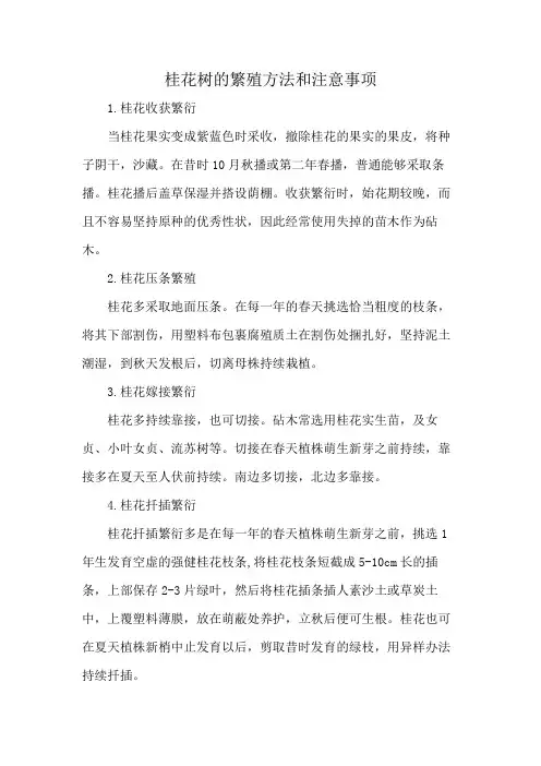 桂花树的繁殖方法和注意事项