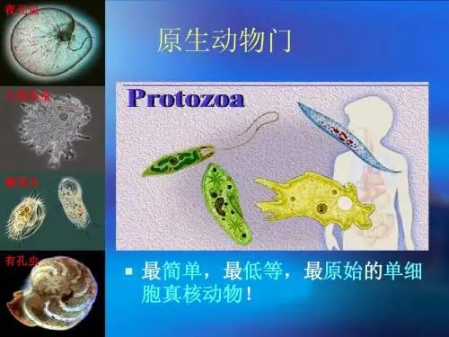 1,原生动物门