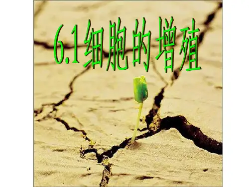 高中生物第一轮复习-细胞增殖(共55张PPT)