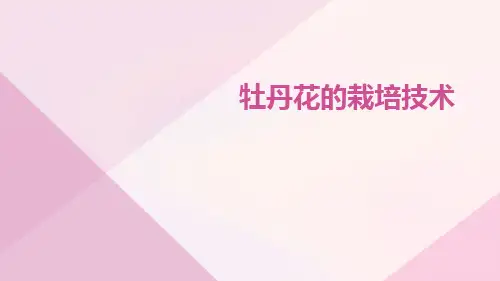 牡丹花的栽培技术