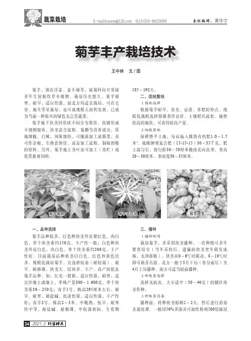 菊芋丰产栽培技术