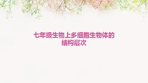 七年级生物上多细胞生物体的结构层次