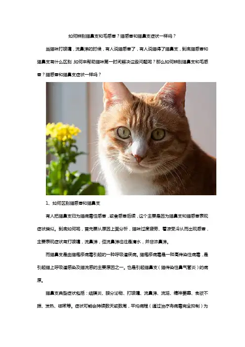 如何辨别猫鼻支和毛感冒？猫感冒和猫鼻支症状一样吗？