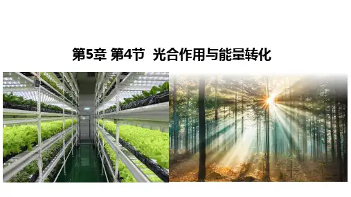 生物人教版(2019)必修一5.4光合作用与能量转化(共51张ppt)