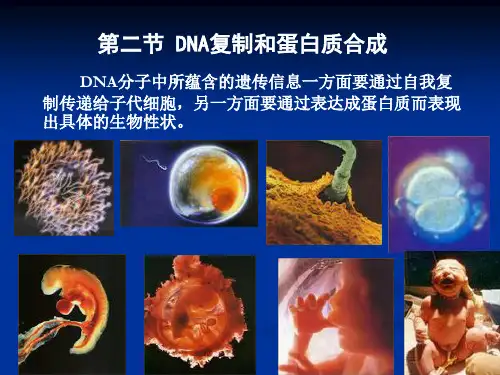 DNA复制--半保留复