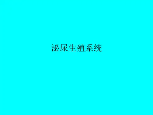 【影像诊断PPT】泌尿生殖系统