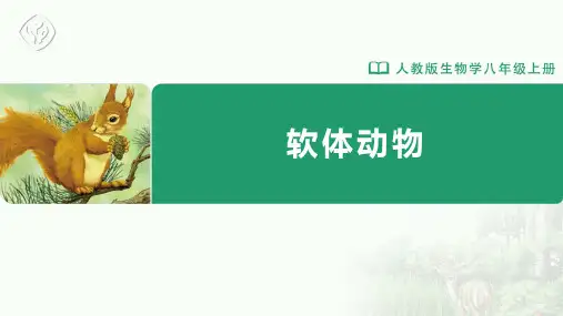 八年级-人教版-生物-上册-第1课时 软体动物