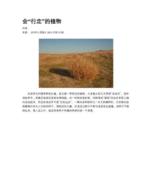 会“行走”的植物