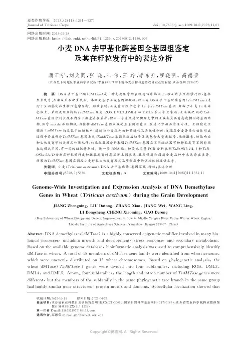 小麦DNA去甲基化酶基因全基因组鉴定及其在籽粒发育中的表达分析