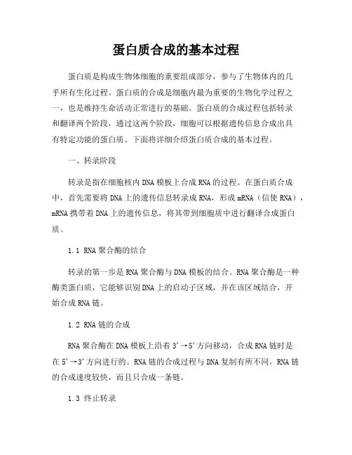 蛋白质合成的基本过程