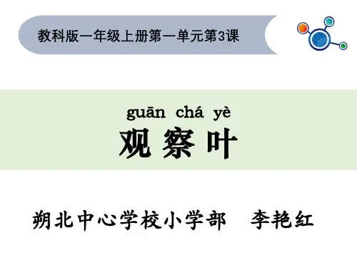 一年级上册科学课件-《3.观察叶》教科版 (共19张PPT)