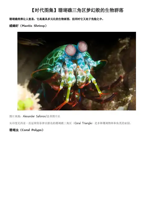 【时代图集】珊瑚礁三角区梦幻般的生物群落