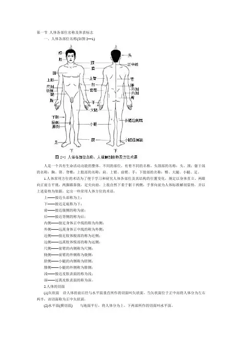 人体骨骼解剖