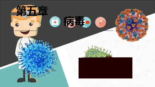 病毒课件人教版生物八年级上册(完整版)