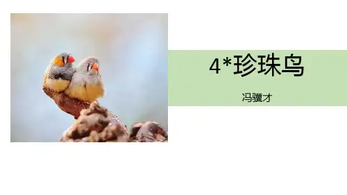 《珍珠鸟》语文教学PPT课件(6篇)