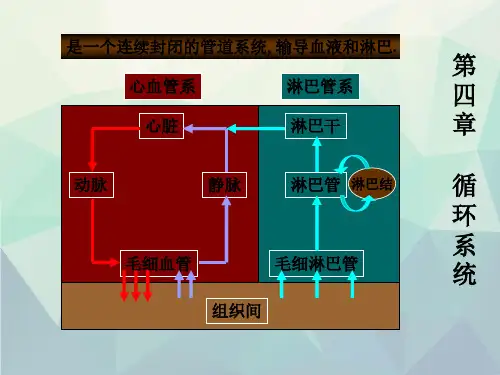 循环系统(生物)详细文档