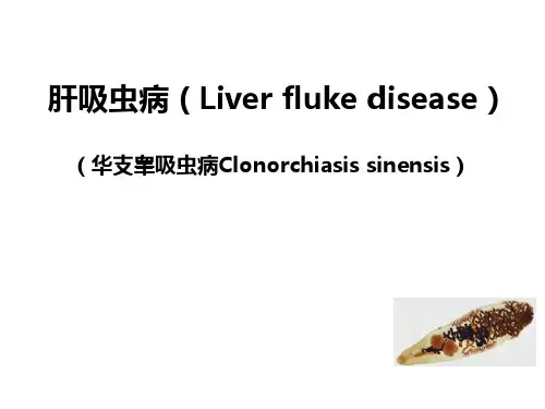 肝吸虫中文