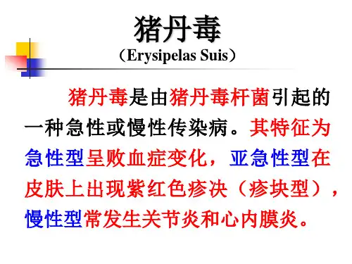 猪丹毒