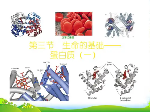 人教版选修1高中化学 课件 13生命的基础——蛋白质(共24张PPT)