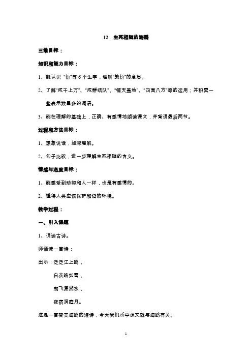 12生死相随的海鸥