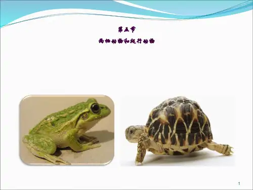 两栖动物和爬行动物ppt课件
