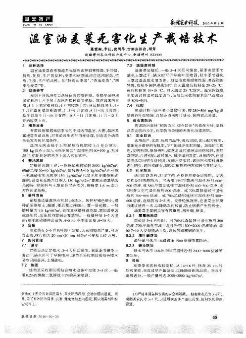 温室油麦菜无害化生产栽培技术