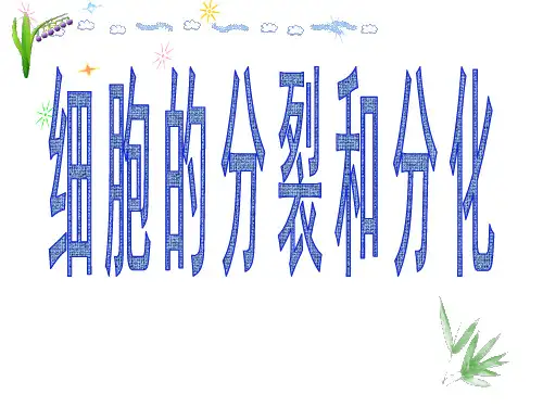 苏教版初中生物七年级上册 2.3.3 细胞分裂与分化 课件(共21张PPT) (1)