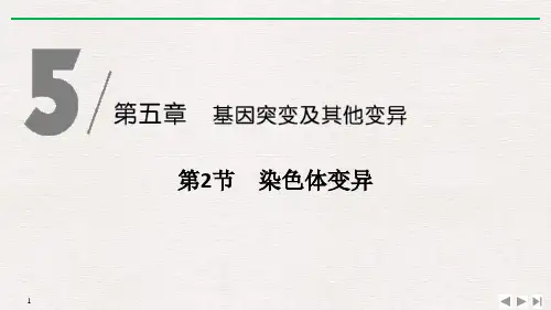《染色体变异》基因突变及其他变异课件ppt
