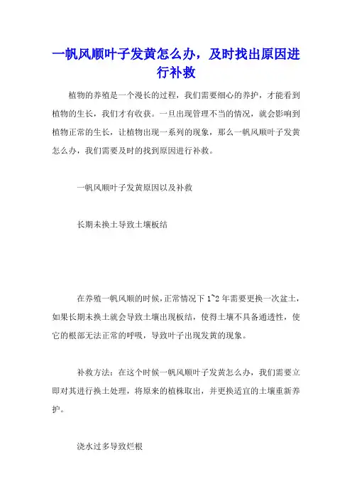 一帆风顺叶子发黄怎么办,及时找出原因进行补救