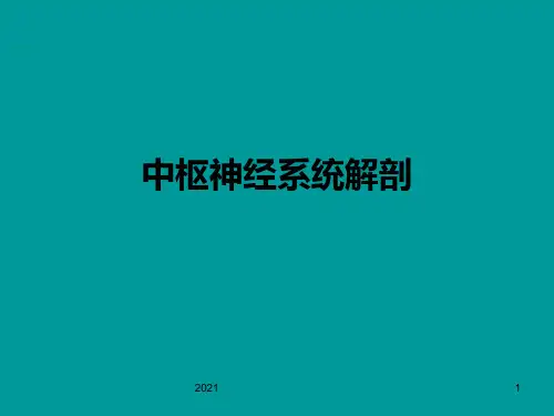 中枢神经系统解剖PPT课件
