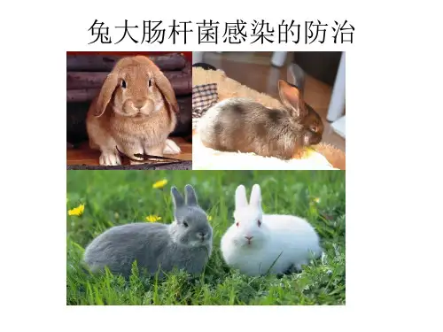 兔大肠杆菌感染的防治