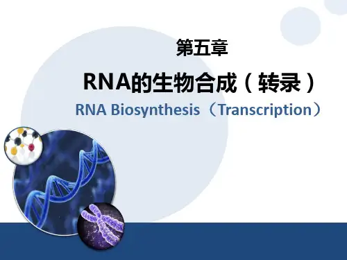 生物化学：第5章 RNA的生物合成