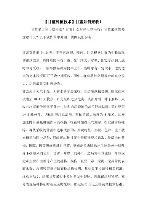 【甘蓝种植技术】甘蓝如何采收？